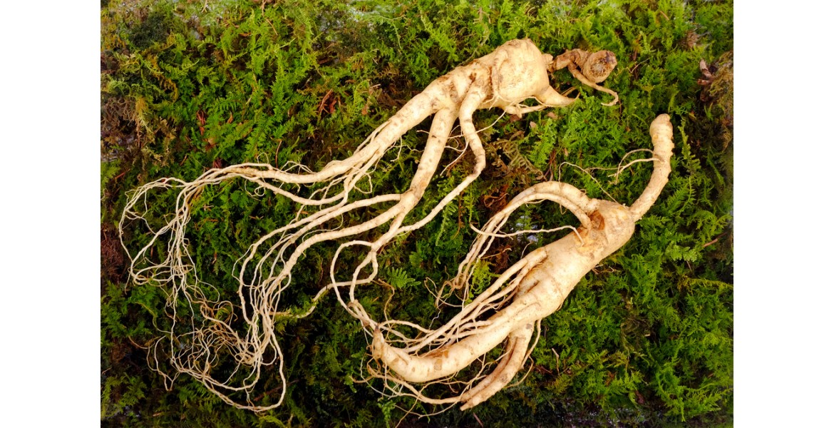Where to buy the best Panax/Korean red Ginseng in the UK?